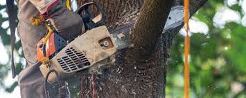 Best Fruit Tree Pruning  in West Branch, IA