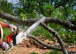 Best Utility Line Clearance  in West Branch, IA